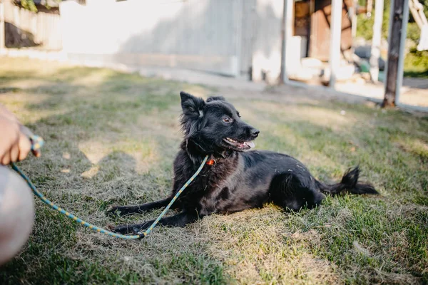 Черная Собака Гуляющая Летом — стоковое фото