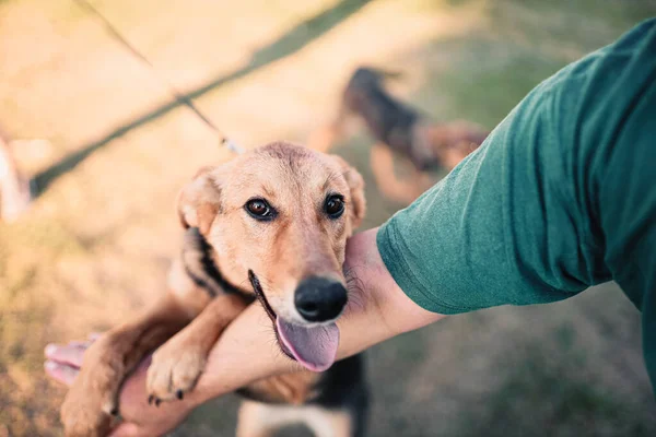 Friendship Love Dog Person — Stock Photo, Image