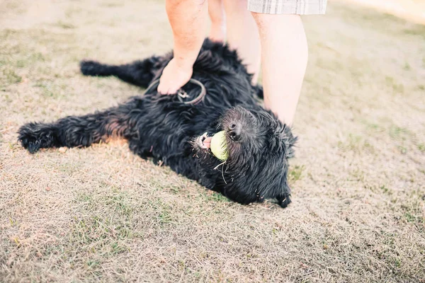 犬の品種 Bouvier Des Flandres羊飼いの犬は地面に横たわって遊びます — ストック写真