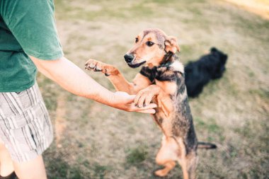 İnsan dostu köpek kucaklar ve gülümser, evcil hayvan sevgisi ve bağlılık konsepti.