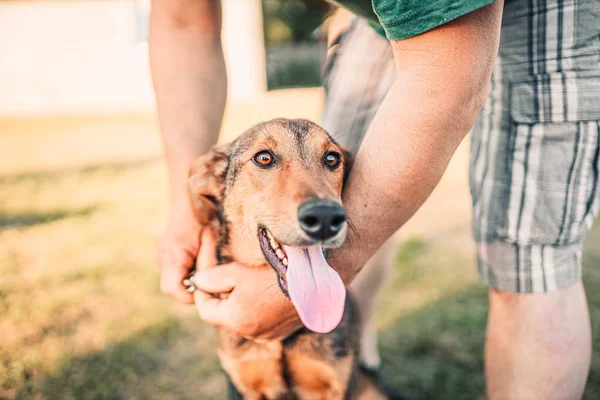 Pet Dog Put Collar Walk — Stock Photo, Image