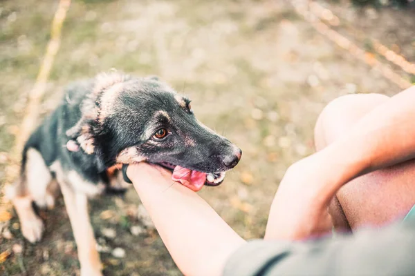 İnsan dostu köpek kucaklar ve gülümser, evcil hayvan sevgisi ve bağlılık konsepti.