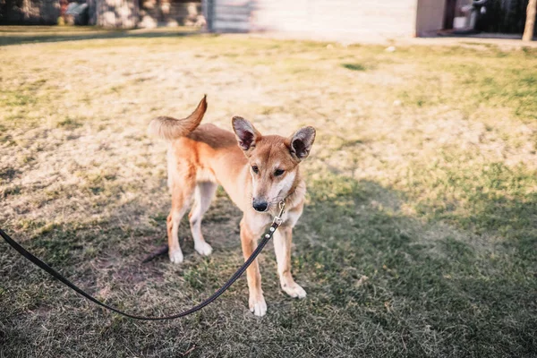 鎖につながれたモングレル犬が庭を歩き回り — ストック写真