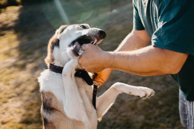 Yazın yürüyüş için saldırgan bir köpek eğitiyorum..