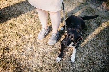 Kara köpek yazın yürüyüşe çıkar.