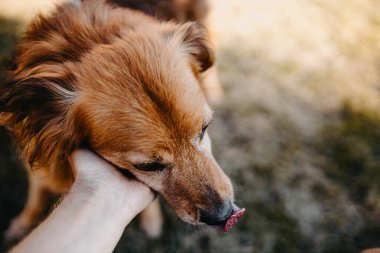 Yazın bahçede kahverengi köpek tasmalı yürüyor..