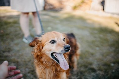 Yazın yürüyüşe çıkan kızıl saçlı köpek, hayvan eğitimi..