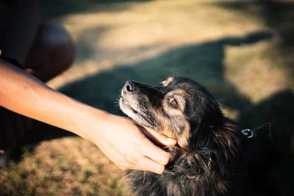 Brown Long Haired Mongrel Dog Smiles Sun Smiles Street Summer — Stock Photo, Image