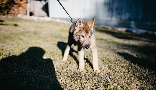 Wild Wolf Puppy Tamed Man Walk — Stock Photo, Image