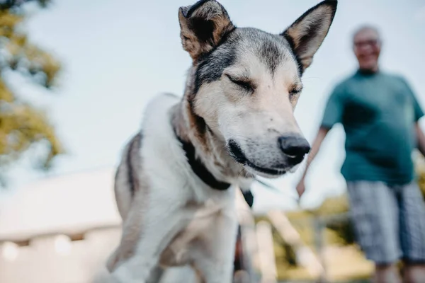 Mongrel Dog Leash Walks Yard — Stock Photo, Image