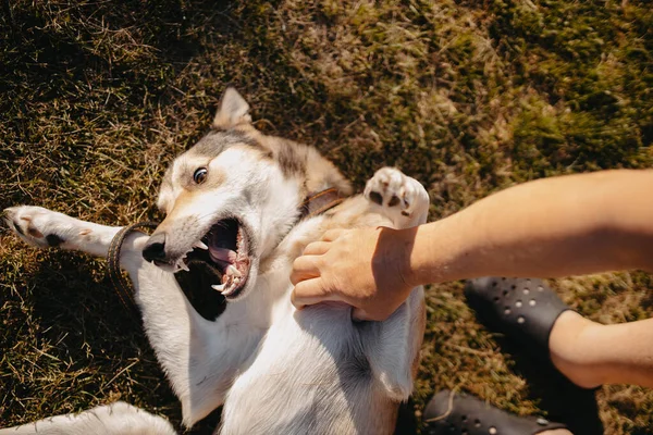 夏の散歩のために積極的な犬を訓練し — ストック写真