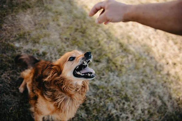 Агресивний Імбирний Собака Розсердиться Відриває Зуби — стокове фото