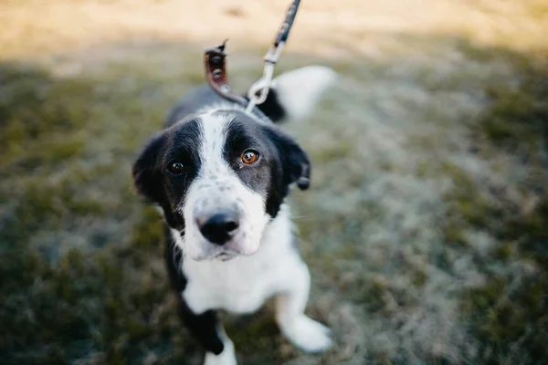 Dog Leash Training Walk Summer — Stock Photo, Image