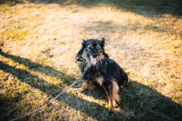 Собака Поводке Тренируется Прогулки Летом — стоковое фото