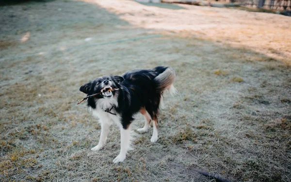 夏の散歩中の楽しい犬 — ストック写真