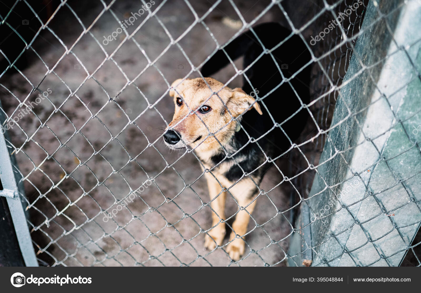 Chien Derrière Les Barreaux Dans Chenil Animaux Sans Abri Bâtard image  libre de droit par velimirisaevich © #395048844