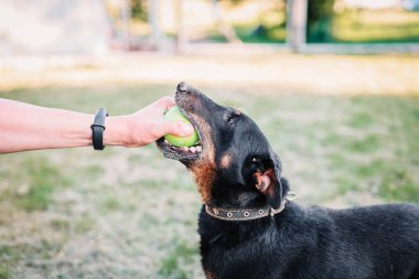 Yazın çimenlikte Alman Jagdterrier 'inin eğitimi.