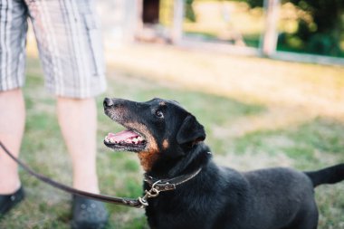 Yazın çimenlikte Alman Jagdterrier 'inin eğitimi.