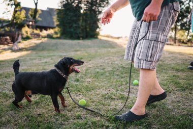 Yazın çimenlikte Alman Jagdterrier 'inin eğitimi.