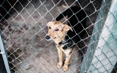 Köpek köpek köpek köpek kulübesinde, kırma evcil hayvanlar