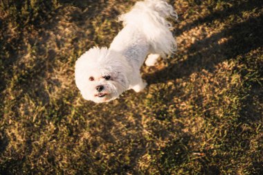 Gündüz vakti bahçede oynayan sevimli bir köpek.