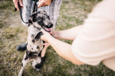 Benekli bir köpek yavrusuyla bir insanın tanışıklığı. Köpeğin sahibiyle ilk buluşması..