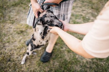 Benekli bir köpek yavrusuyla bir insanın tanışıklığı. Köpeğin sahibiyle ilk buluşması..