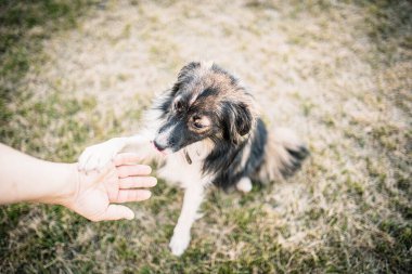 Köpek patisi dışarıda çalışırken eline dokunuyor.