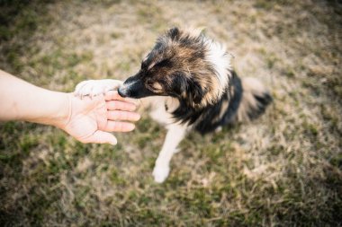 benekli uzun saçlı kırma köpek yazın yürüyüşe çıkar.