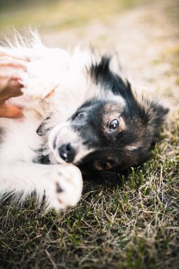 Tüylü köpek çimenlere uzanıyor ve sevgiyle insana bakıyor. Sokakta yürü.