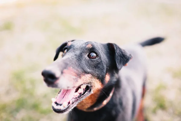 Training German Jagdterrier Summer Lawn — Stock Photo, Image