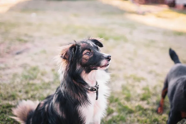 Joyful Dog Walk Summer — Stock Photo, Image