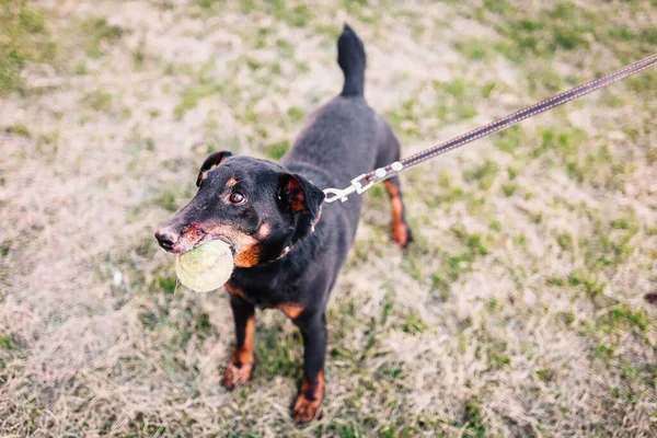 Training German Jagdterrier Summer Lawn — Stock Photo, Image