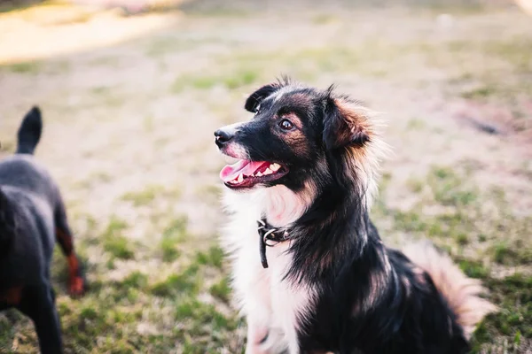 Joyful Dog Walk Summer — Stock Photo, Image