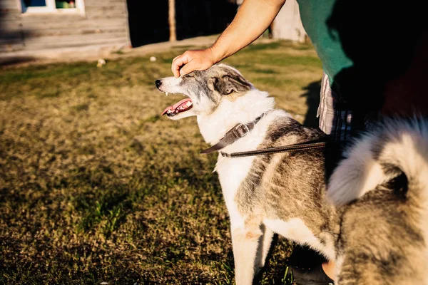 Man Strelen Een Hond Siberische Laika — Stockfoto
