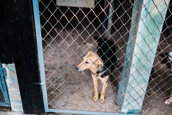 Dog Bars Kennel Mongrel Homeless Pets — Stock Photo, Image