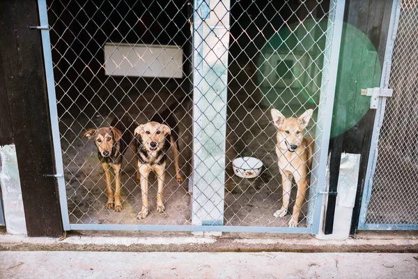 dog behind bars in the kennel, mongrel homeless pets