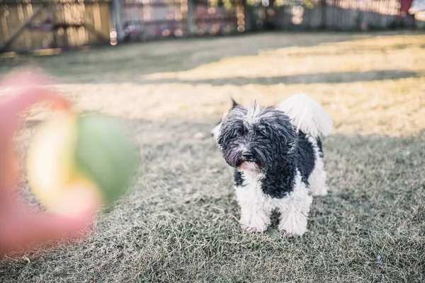 Brincando Com Poodle Brinquedo Gramado Verão Preto Branco — Fotografia de Stock