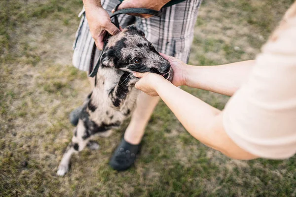 人との斑点のある子犬の取得 所有者と犬の最初の会議 — ストック写真