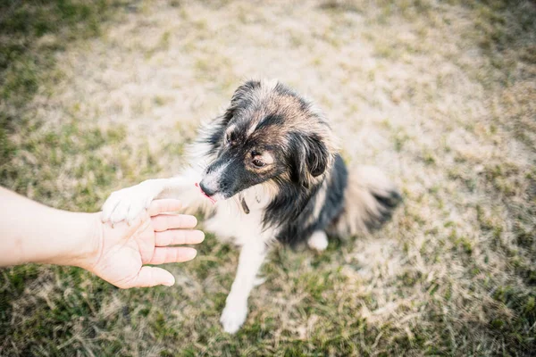 dog paw touches his hand in training outdoors