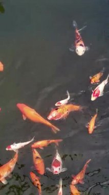 Havuzda zarif bir şekilde süzülen koi balığının büyüleyici görüntüsü. Canlı renkleri ve senkronize hareketleri suda büyüleyici bir ahenk ve dinginlik gösterisi yaratır..