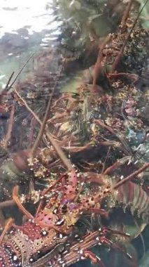 Sığ bir tropikal resifin sakin sularında gezinen dikenli ıstakozlardan oluşan canlı bir cemaate dikkat edin. Bu sahne deniz biyolojik çeşitliliğinin ve ekolojik zenginliğin özünü yakalar..