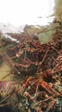 Canlı ıstakozların hareketli tank ortamlarında dolaştığı canlı bir sualtı sahnesine dalın. Karmaşık hareketlerine ve su alanlarını keşfederken eşsiz özelliklerine tanık olun..