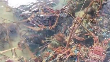 Dikenli ıstakozların doğal sualtı ortamındaki büyüleyici topluluğunu izleyin. Deniz yaşamının canlı bir görüntüsü ve canlı bir biyolojik çeşitlilik, su doğasının özünü yakalıyor..