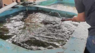 Video, ticari balık hasadının titiz sürecini gösteriyor. Bir insan, akvaryumdan balık yakalamak ve transfer etmek için ağlar kullanır. Kontrollü bir şekilde canlı balık popülasyonunu dikkatlice yönetir.