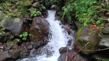 Huzurlu çağlayan görüntülerde canlı bir orman ortamının ortasında çağlayan küçük bir şelale görülüyor. Yosun ve yeşillikle kaplı kayalar doğal ve huzurlu bir ortam yaratır..