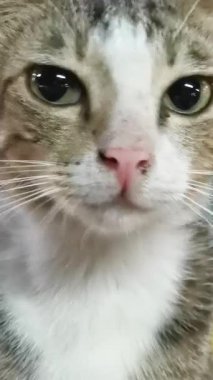 Bu video, tekir bir kedinin yüzünü gösteren yakın plan çekimleri içeriyor. Değişen ifadeler, bu kedinin karmaşık duygularına kısa bir bakış sunuyor..