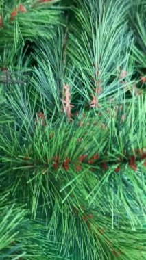 Işıl ışıl kırmızı toplarla süslenmiş köknar dalları büyüleyici bir görüntü yaratır. Bu görüntü, kışın ve Noel tatillerinin cazibesinin özünü temsil ediyor..