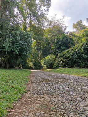 Yoğun tropikal ağaçların ve yemyeşil çimlerin arasından geçen bir kaldırım taşı yolu huzurlu ve doğal bir açık hava ortamı yaratıyor..