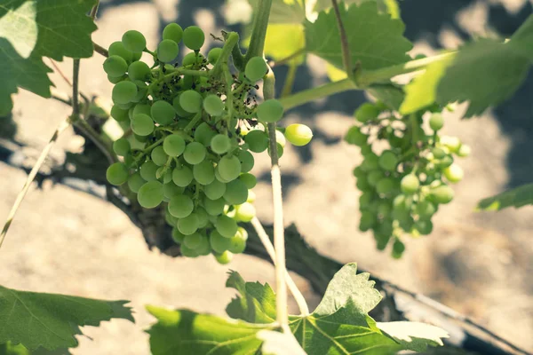 Гроздь недозрелого зеленого винограда Стоковое Изображение